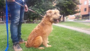 Pastor de briard Pastor de briard